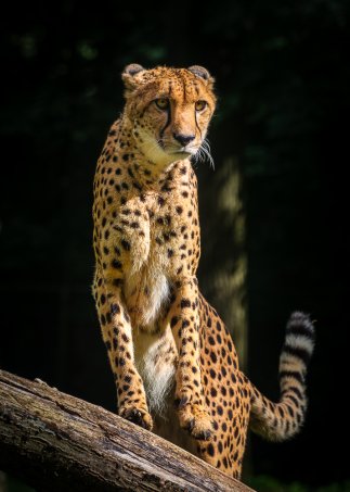 Gepard Gepard
